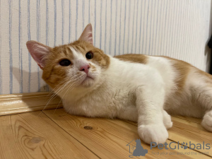 Zusätzliche Fotos: Die wundervolle rote Katze Bonechka sucht ein Zuhause und eine liebevolle