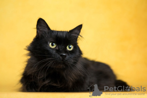 Zusätzliche Fotos: Cat Citizen sucht ein Zuhause!