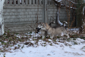 Foto №2 zu Ankündigung № 5346 zu verkaufen alaskan malamute - einkaufen Weißrussland züchter