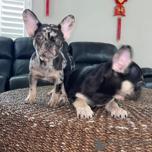 Foto №4. Ich werde verkaufen französische bulldogge in der Stadt Vilnius. quotient 	ankündigung - preis - verhandelt