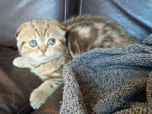 Foto №1. schottische faltohrkatze - zum Verkauf in der Stadt Aarschot | Frei | Ankündigung № 161900