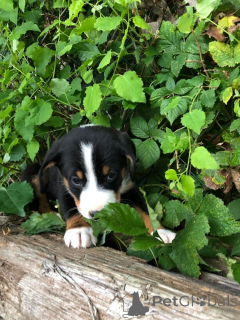 Foto №1. appenzeller sennenhund - zum Verkauf in der Stadt Damöls | 450€ | Ankündigung № 170131