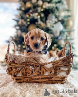 Foto №1. pudel (toy) - zum Verkauf in der Stadt München | 400€ | Ankündigung № 161532