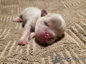 Foto №4. Ich werde verkaufen französische bulldogge in der Stadt Trstenik.  - preis - verhandelt