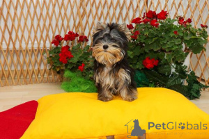 Foto №3. Yorkshire Terrier (Yorkie) Welpen. Serbien