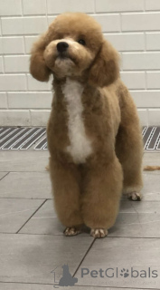 Foto №4. Ich werde verkaufen pudel (zwerg) in der Stadt Belgrad.  - preis - verhandelt