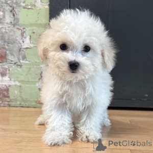 Foto №3. Acești frumoși pui de Bichon Frise,. Rumänien