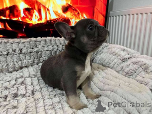 Foto №3. Hit-Angebot französische Bulldogge Exotische Farben. Schweiz