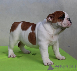 Foto №3. Englische Bulldogge, weibliche welpen. Serbien