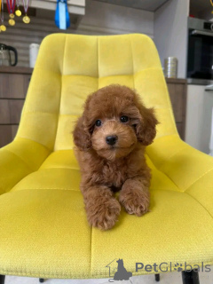 Foto №2 zu Ankündigung № 159556 zu verkaufen  - einkaufen Deutschland quotient 	ankündigung