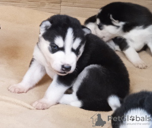 Foto №2 zu Ankündigung № 107763 zu verkaufen siberian husky - einkaufen Finnland quotient 	ankündigung