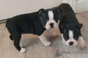 Foto №1. boston terrier - zum Verkauf in der Stadt Region Hannover | verhandelt | Ankündigung № 170048