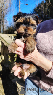 Foto №2 zu Ankündigung № 165453 zu verkaufen yorkshire terrier - einkaufen Belgien quotient 	ankündigung, züchter
