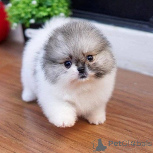 Foto №2 zu Ankündigung № 165639 zu verkaufen  - einkaufen Dänemark 