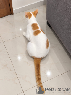 Foto №3. Kätzchen zur Adoption bereit!. Estland