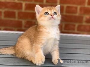 Foto №1. schottische faltohrkatze - zum Verkauf in der Stadt Bayerisch Eisenstein | verhandelt | Ankündigung № 167586