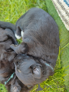 Foto №4. Ich werde verkaufen deutscher schäferhund in der Stadt Krakau. züchter - preis - 900€