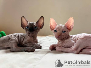 Foto №2 zu Ankündigung № 133911 zu verkaufen sphynx-katze - einkaufen Kuwait quotient 	ankündigung