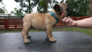 Foto №3. Französische Bulldogge. Deutschland