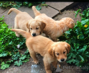 Foto №1. golden retriever - zum Verkauf in der Stadt Donzdorf | 350€ | Ankündigung № 178868
