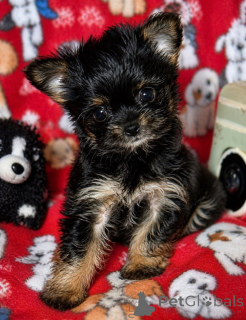 Foto №2 zu Ankündigung № 168220 zu verkaufen biewer terrier - einkaufen USA züchter