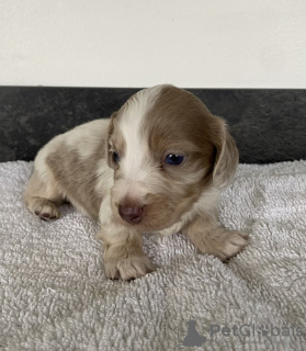 Foto №4. Ich werde verkaufen dackel in der Stadt München. quotient 	ankündigung - preis - 550€