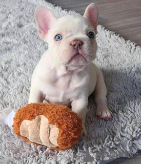 Foto №1. französische bulldogge - zum Verkauf in der Stadt Bamberg | 360€ | Ankündigung № 118274