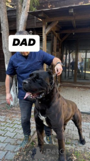 Foto №1. cane corso italiano - zum Verkauf in der Stadt Bayroit | 580€ | Ankündigung № 175106