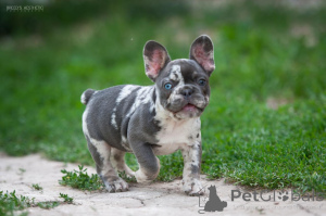 Foto №3. Französische Bulldogge Merle. Georgien