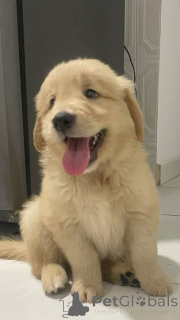 Foto №2 zu Ankündigung № 168090 zu verkaufen labrador retriever - einkaufen Deutschland quotient 	ankündigung