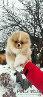 Foto №1. mischlingshund - zum Verkauf in der Stadt Москва | verhandelt | Ankündigung № 80755