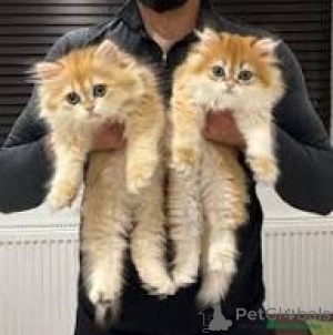 Foto №1. britisch langhaar - zum Verkauf in der Stadt Marseille | 500€ | Ankündigung № 165939