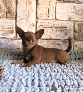 Zusätzliche Fotos: Welpe für Verkauf Chihuahua Weißkitzflieder