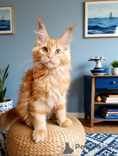 Foto №1. maine-coon-katze - zum Verkauf in der Stadt Moskwa | 808€ | Ankündigung № 169055