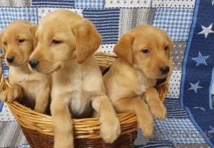 Foto №1. labrador retriever - zum Verkauf in der Stadt Goslar | 350€ | Ankündigung № 171460