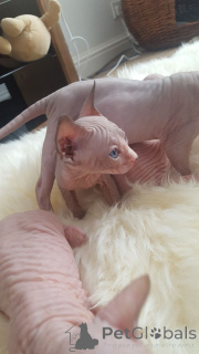 Foto №4. Ich werde verkaufen sphynx-katze in der Stadt Gezwungen. quotient 	ankündigung, züchter - preis - 1230€