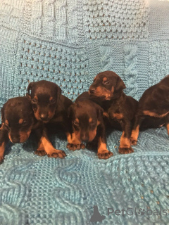 Foto №1. dobermann - zum Verkauf in der Stadt Bai-mar | verhandelt | Ankündigung № 160029