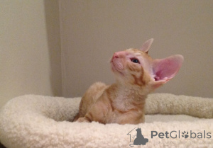 Foto №2 zu Ankündigung № 173221 zu verkaufen cornish rex - einkaufen Kroatien quotient 	ankündigung, züchter