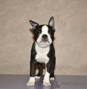 Zusätzliche Fotos: Boston Terrier Welpen zu verkaufen