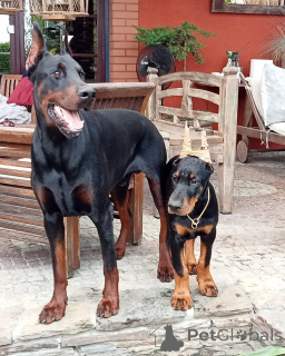Foto №1. dobermann - zum Verkauf in der Stadt Leipzig | 900€ | Ankündigung № 148999