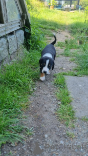 Foto №1. appenzeller sennenhund - zum Verkauf in der Stadt Aalen | 350€ | Ankündigung № 147550