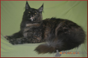 Foto №4. Ich werde verkaufen maine-coon-katze in der Stadt Wolgograd. züchter - preis - 54€