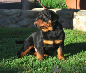 Foto №3. Rottweiler-Welpen. Schweden