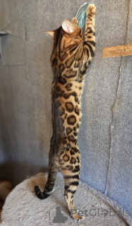 Foto №2. Paarung Service bengal katzenrasse. Preis - verhandelt