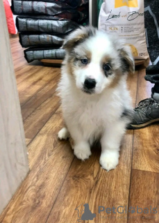 Foto №1. australian shepherd - zum Verkauf in der Stadt Кортрейк | 450€ | Ankündigung № 123293