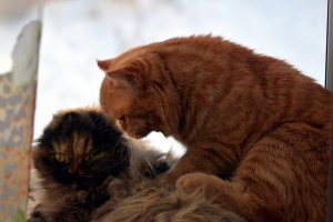 Zusätzliche Fotos: schottischer Katzenmeister