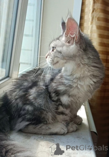 Foto №2 zu Ankündigung № 149173 zu verkaufen maine-coon-katze - einkaufen Russische Föderation vom kindergarten