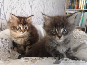 Foto №4. Ich werde verkaufen maine-coon-katze in der Stadt Гронинген. quotient 	ankündigung - preis - 350€