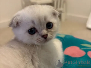 Foto №2 zu Ankündigung № 175704 zu verkaufen schottische faltohrkatze - einkaufen Deutschland quotient 	ankündigung