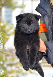 Zusätzliche Fotos: Hündin, Schäferhund von 19.11., schwarz mit FCI-Papieren